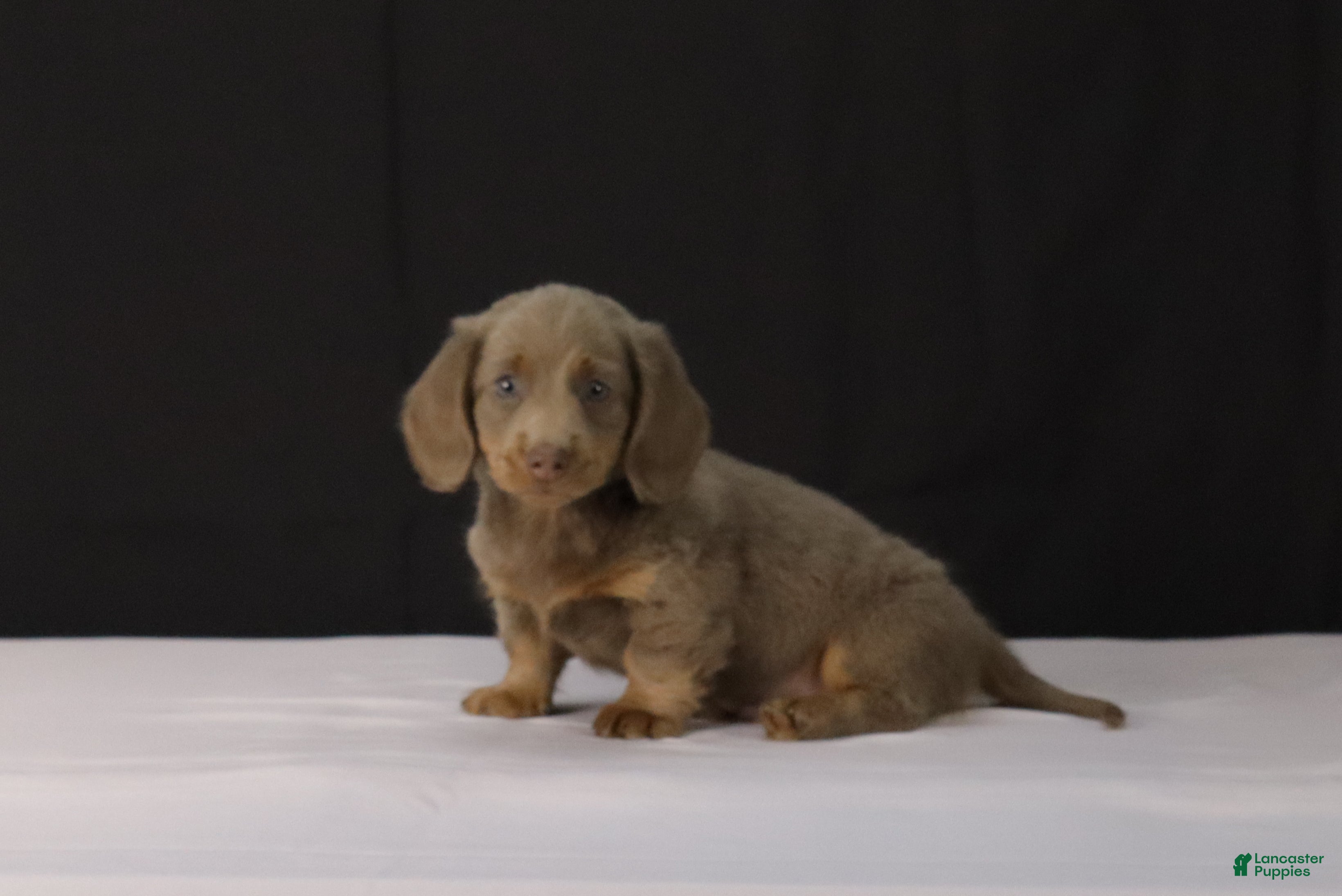 Dachshund dogs for sale: Max - Ad 2