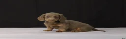 Dachshund dogs for sale: Max - Ad 2
