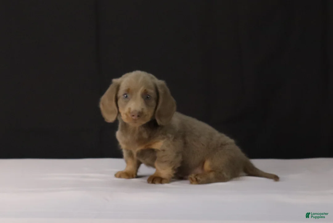 Dachshund dogs for sale: Max - Ad 2