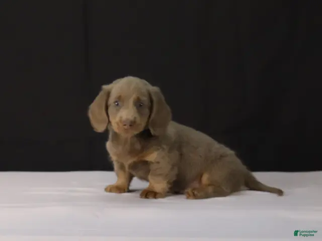Dachshund dogs for sale: Max - Ad 2