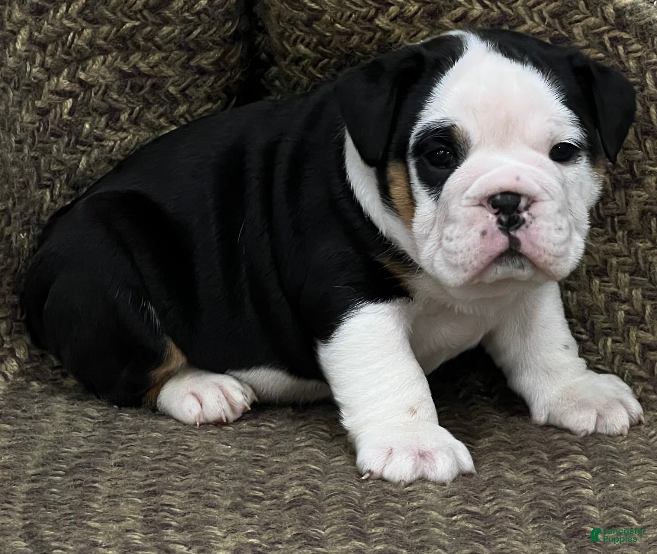 English Bulldog dogs Valentine  - Ad 7
