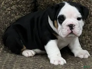 English Bulldog dogs Valentine - Ad 7