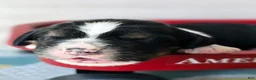 English Springer Spaniel dogs for sale: Zuma - Ad 4