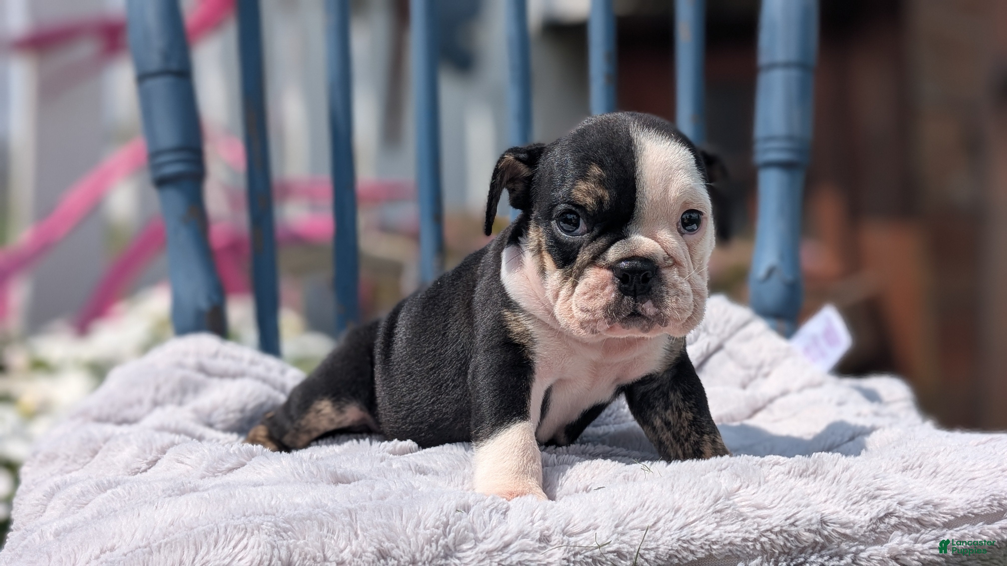 English Bulldog dogs Zoey - Ad 2