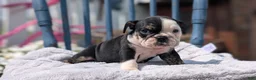 English Bulldog dogs for sale: Zoey - Ad 2