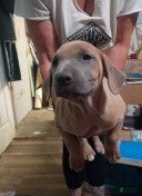 Mixed Breed dogs Cane Corso 3 - Ad 33