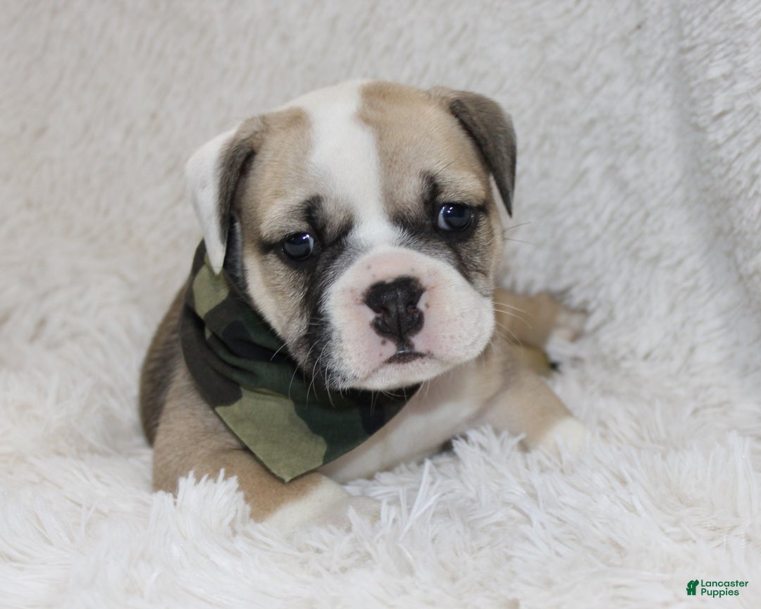 English Bulldog dogs for sale: Rollo - Ad 3