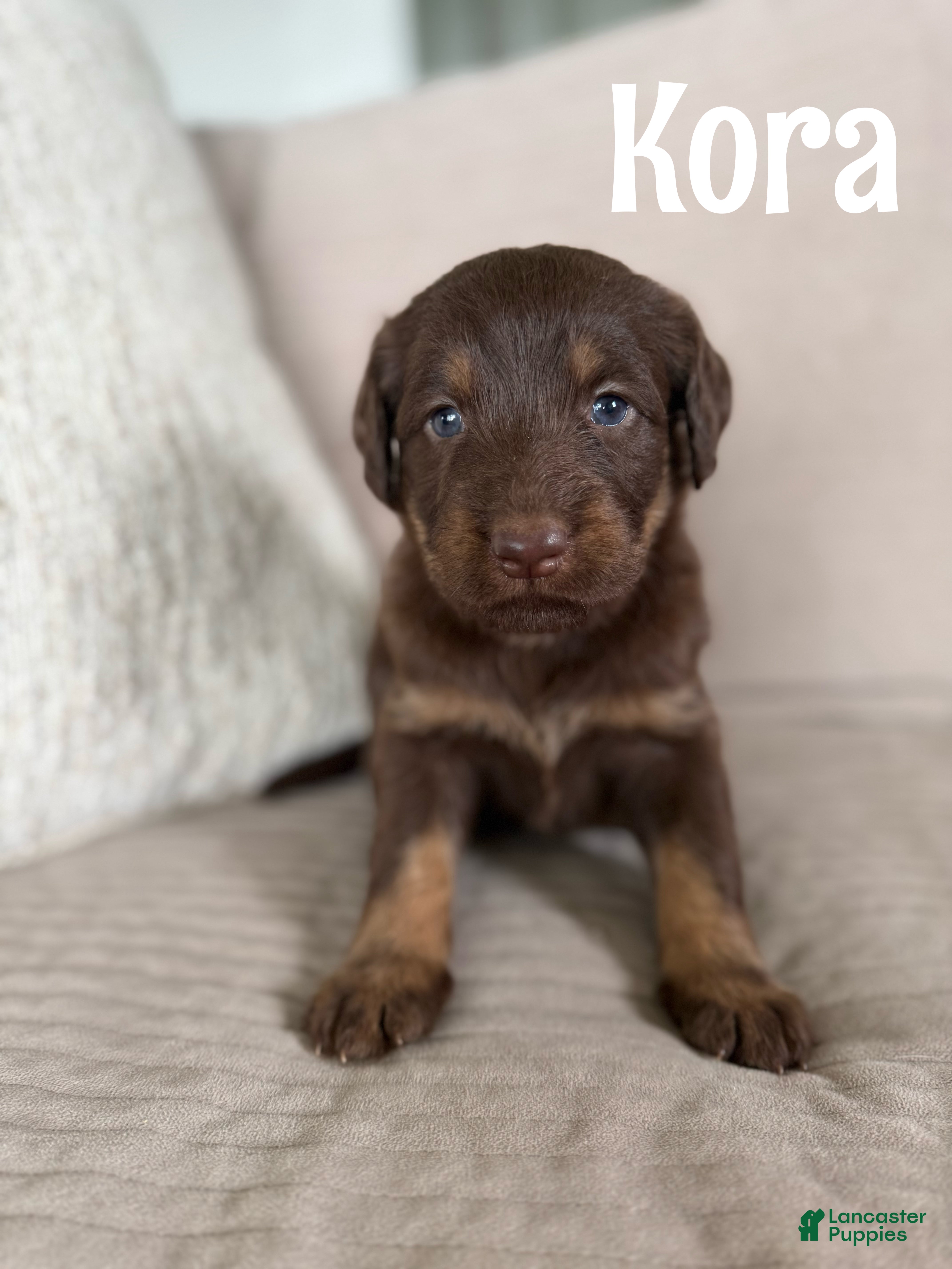 Labradoodle dogs Kora - Ad 1