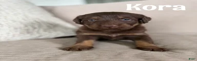 Kora
