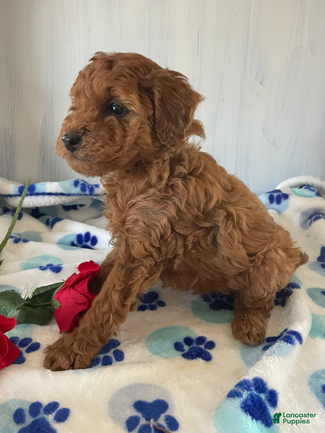 Toy Poodle dogs for sale: Rusty - Ad 2
