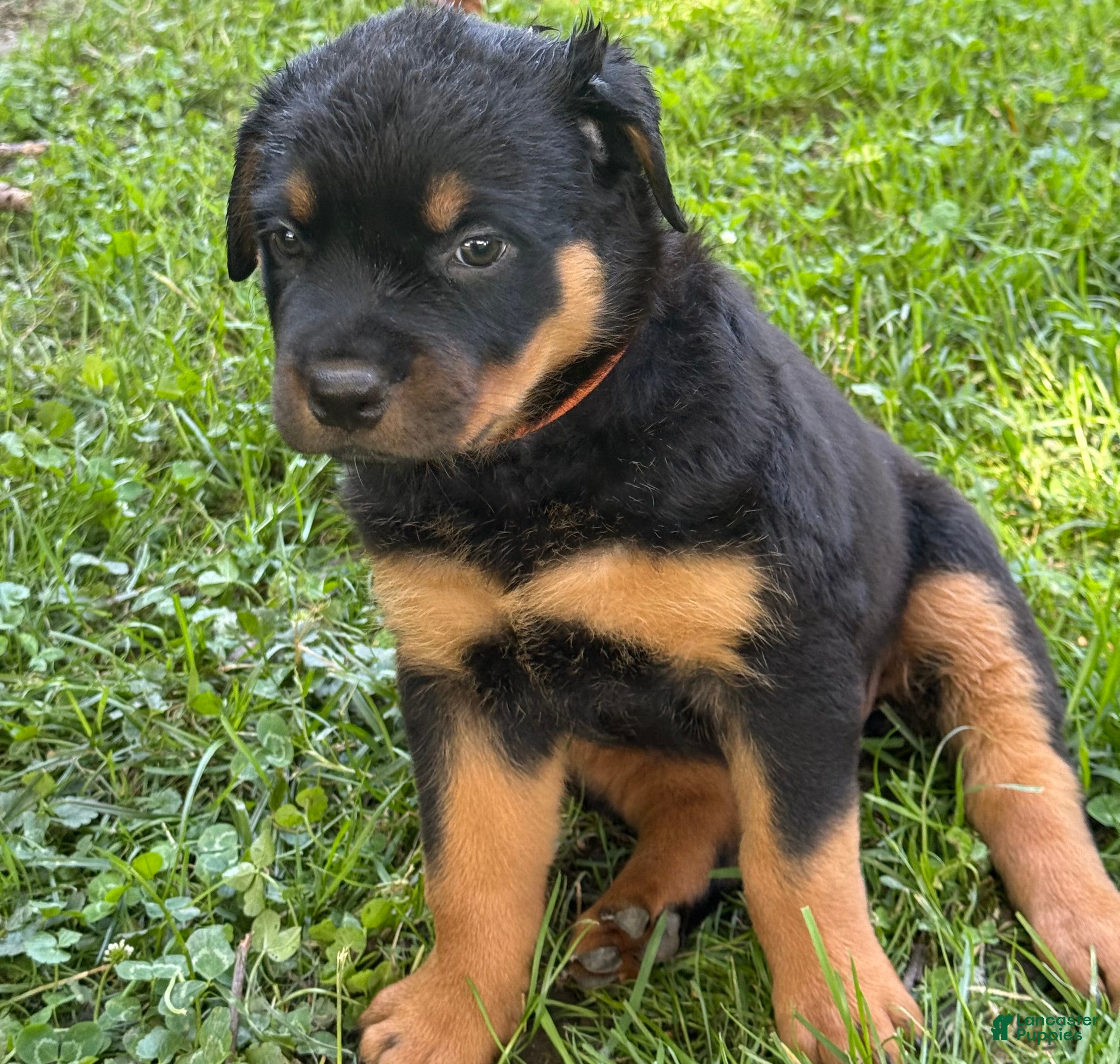 Rottweiler dogs Female 2 - Ad 1
