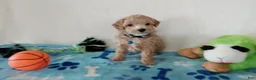 Cavapoo dogs for sale: Paws  - Ad 3