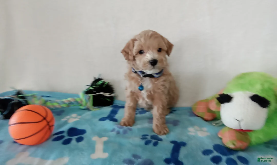 Cavapoo dogs for sale: Paws  - Ad 3