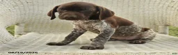 German Shorthaired Pointer dogs for sale: Hazel - Ad 3