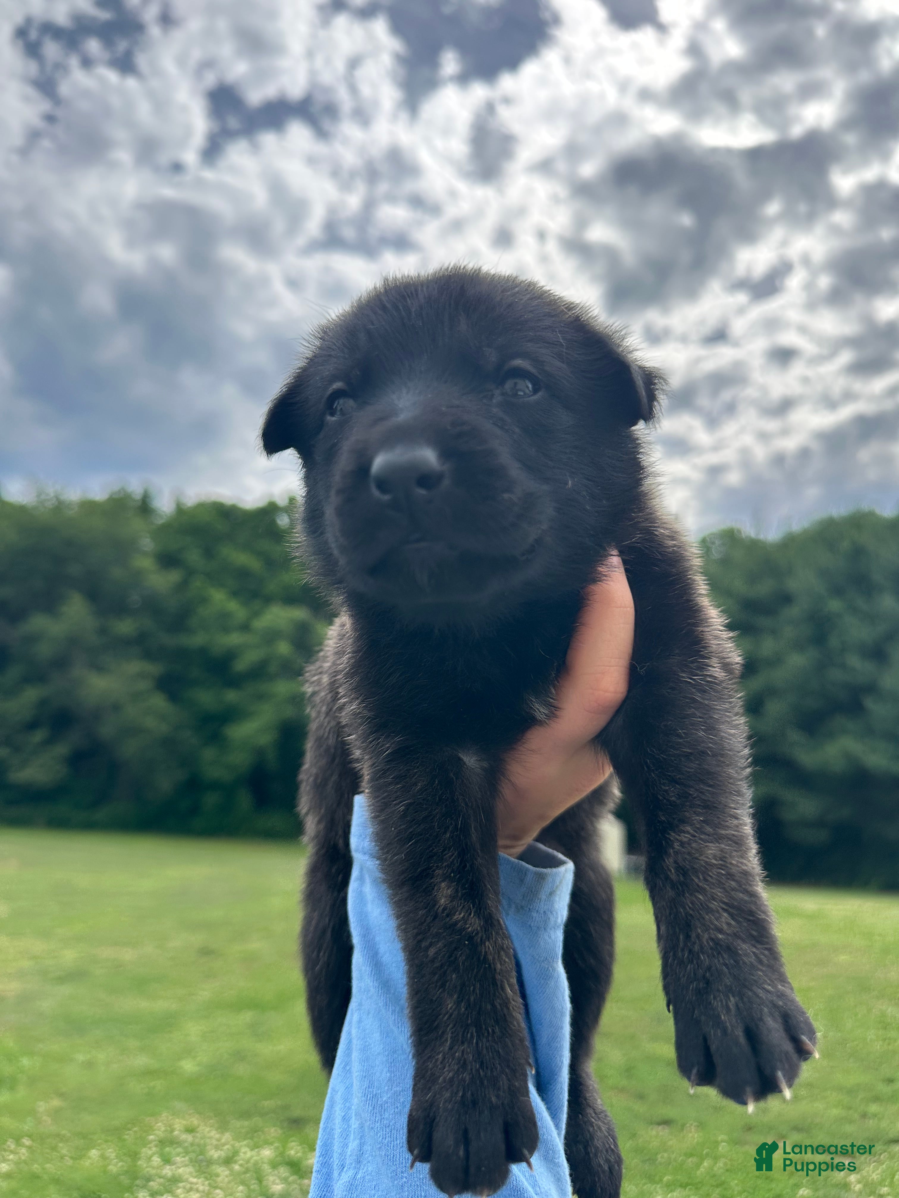 Dutch Shepherd dogs red girl  - Ad 2