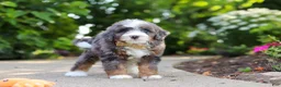 Mini Bernedoodle dogs for sale: Bear - Ad 5