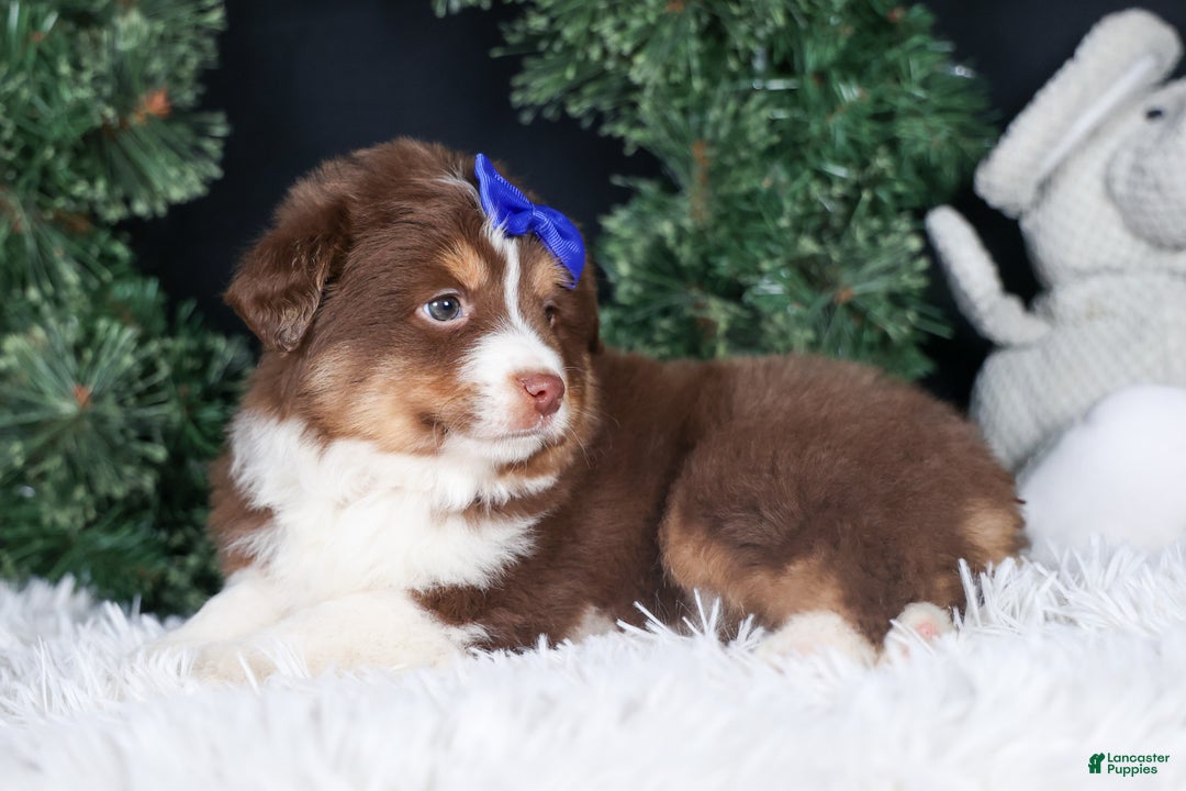 Miniature Australian Shepherd dogs for sale: SPIKE - Ad 4