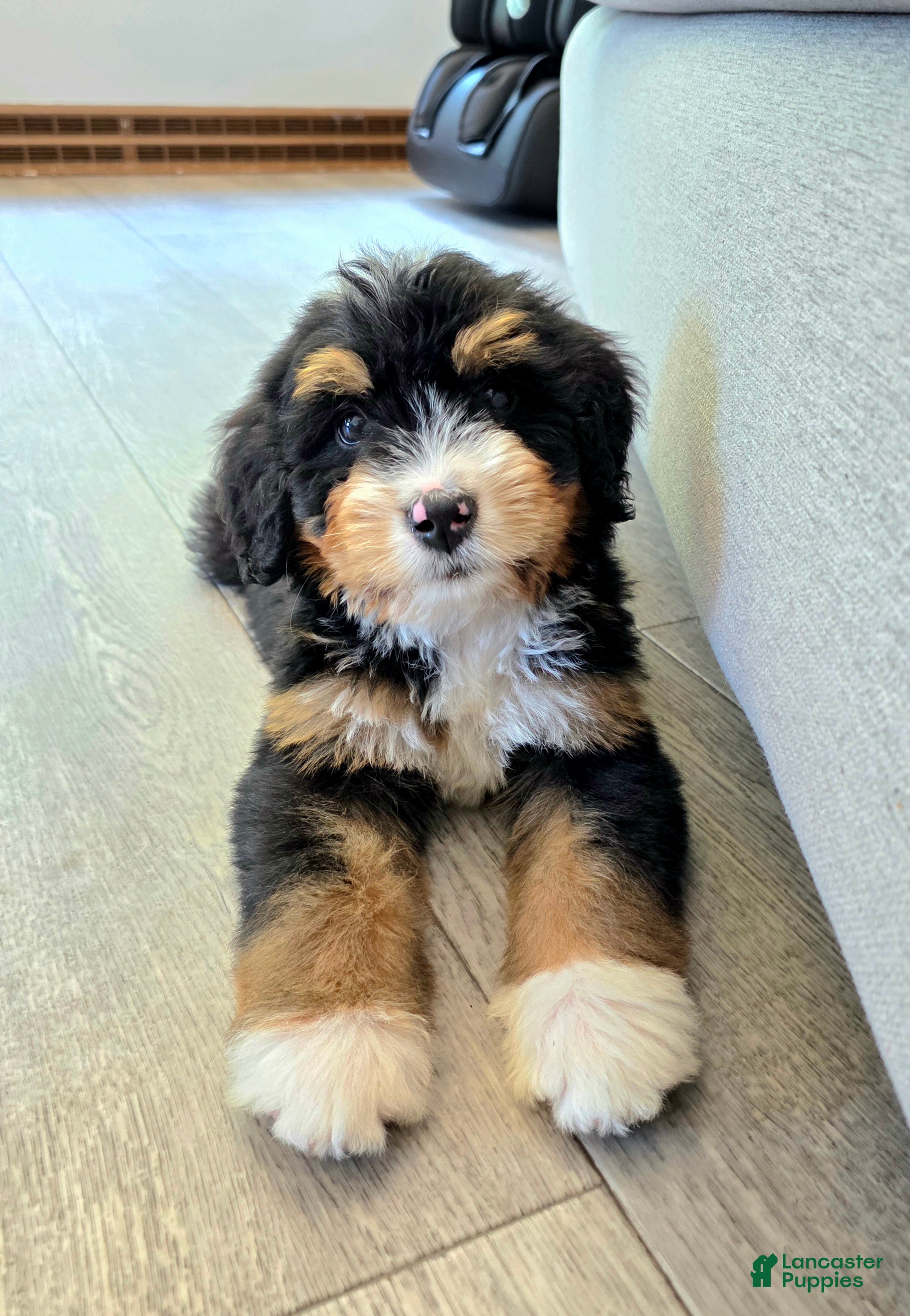 Bernedoodle dogs Pluto  - Ad 2