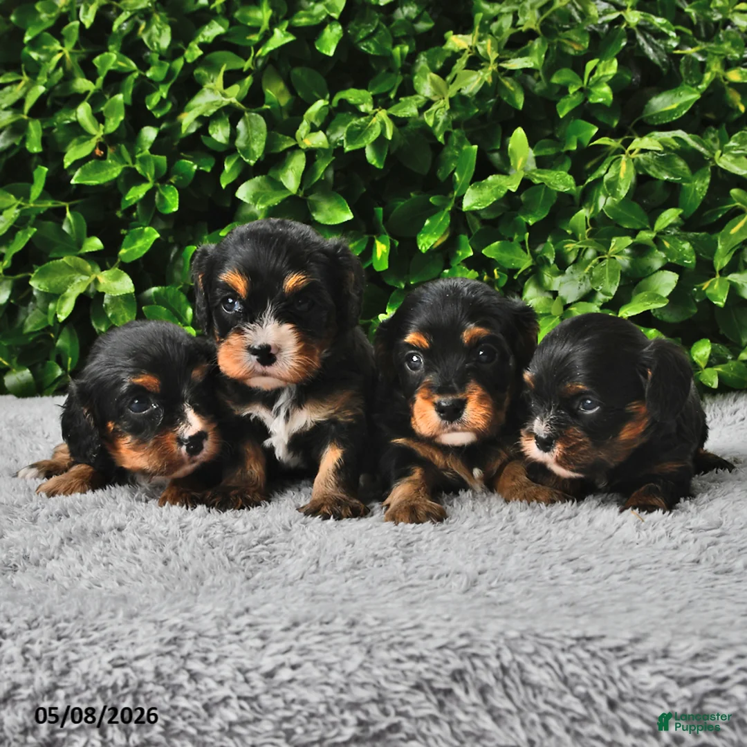 Cavachon dogs for sale: Betsy - Ad 5