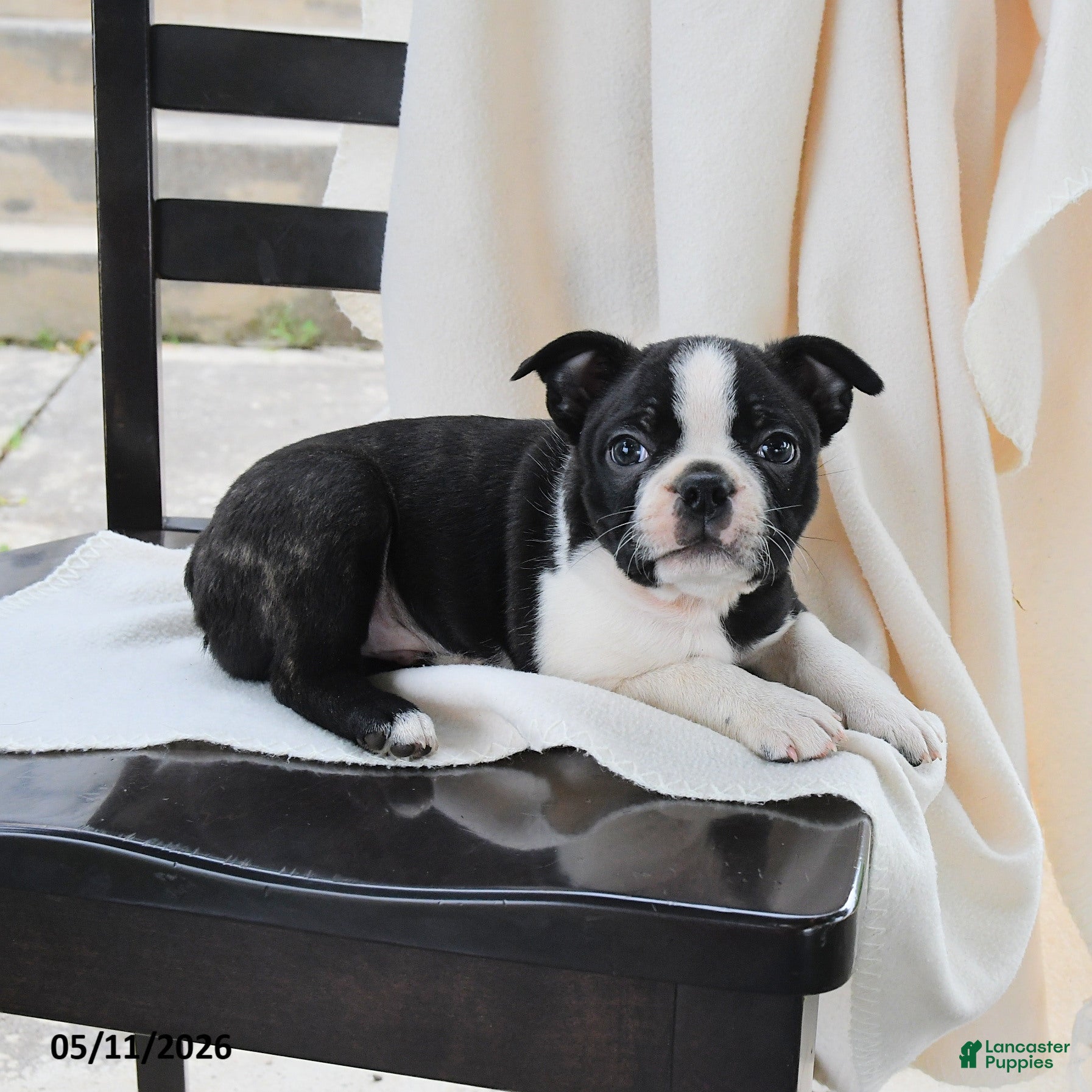 Boston Terrier dogs Ethan - Ad 2