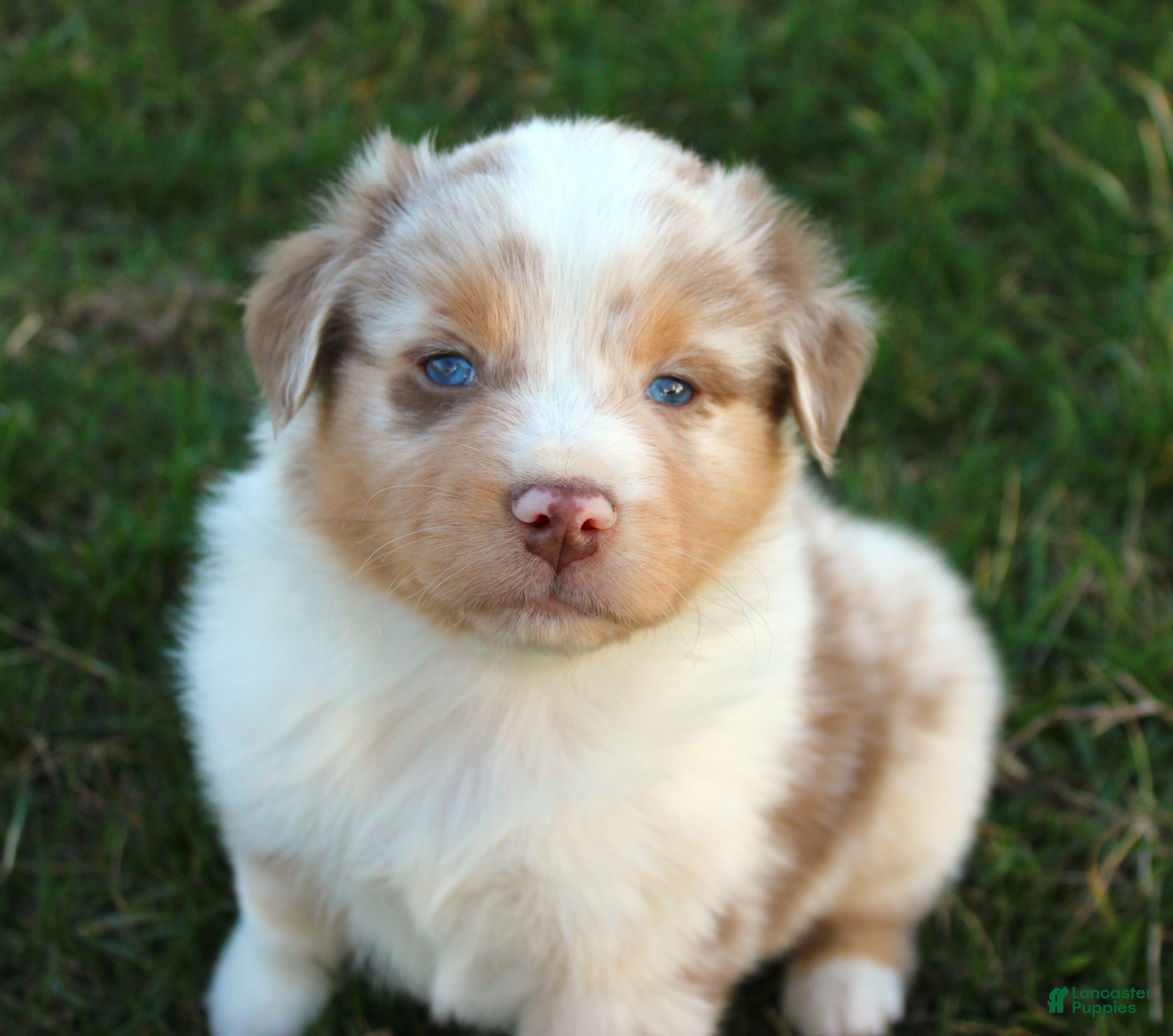 Australian Shepherd dogs Pazazz - Ad 1