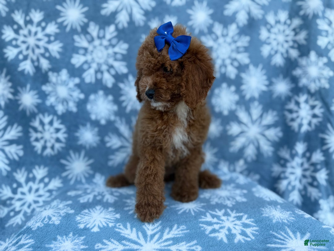 Cockapoo dogs for sale: Candycane - Ad 4