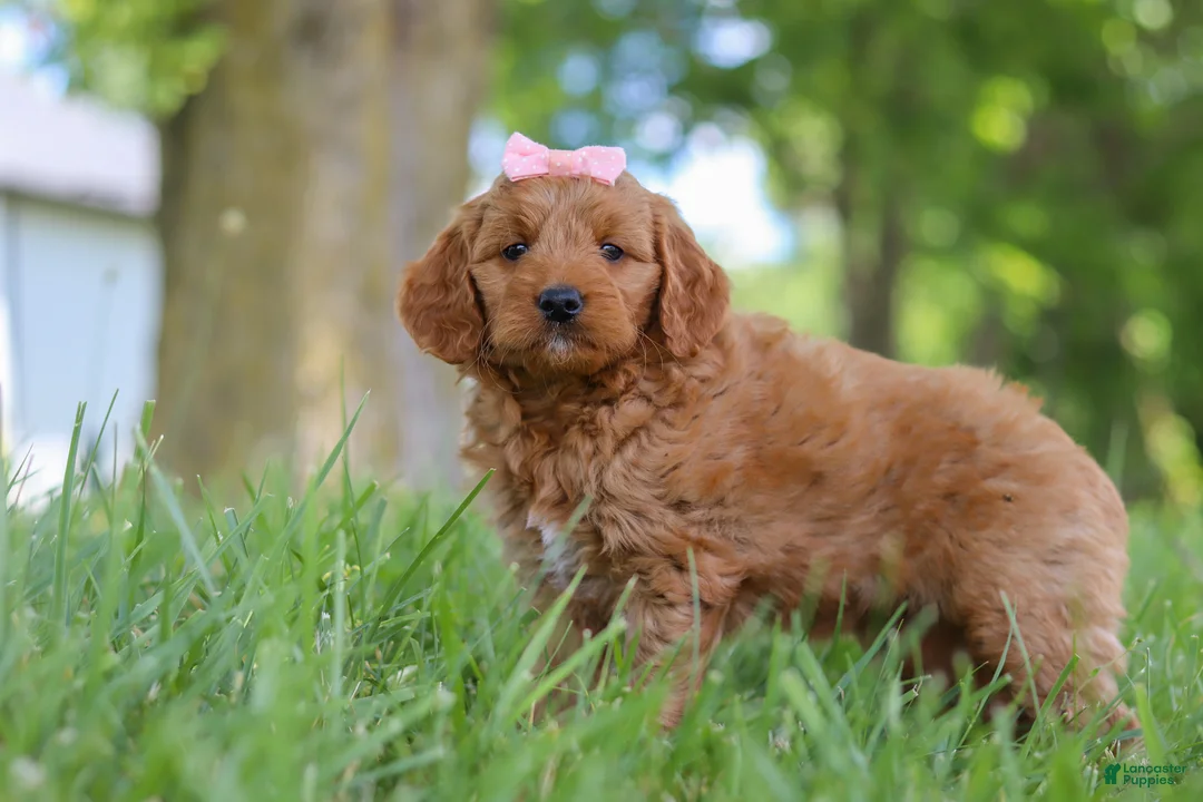 Mini Goldendoodle dogs for sale: Bonny - Ad 5