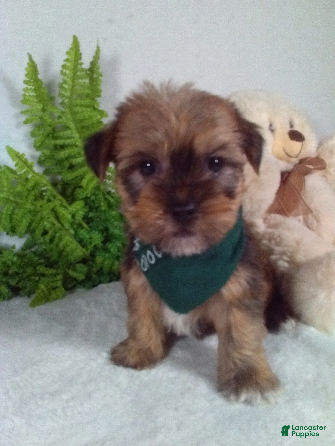 Shorkie dogs for sale: Brody - Ad 2