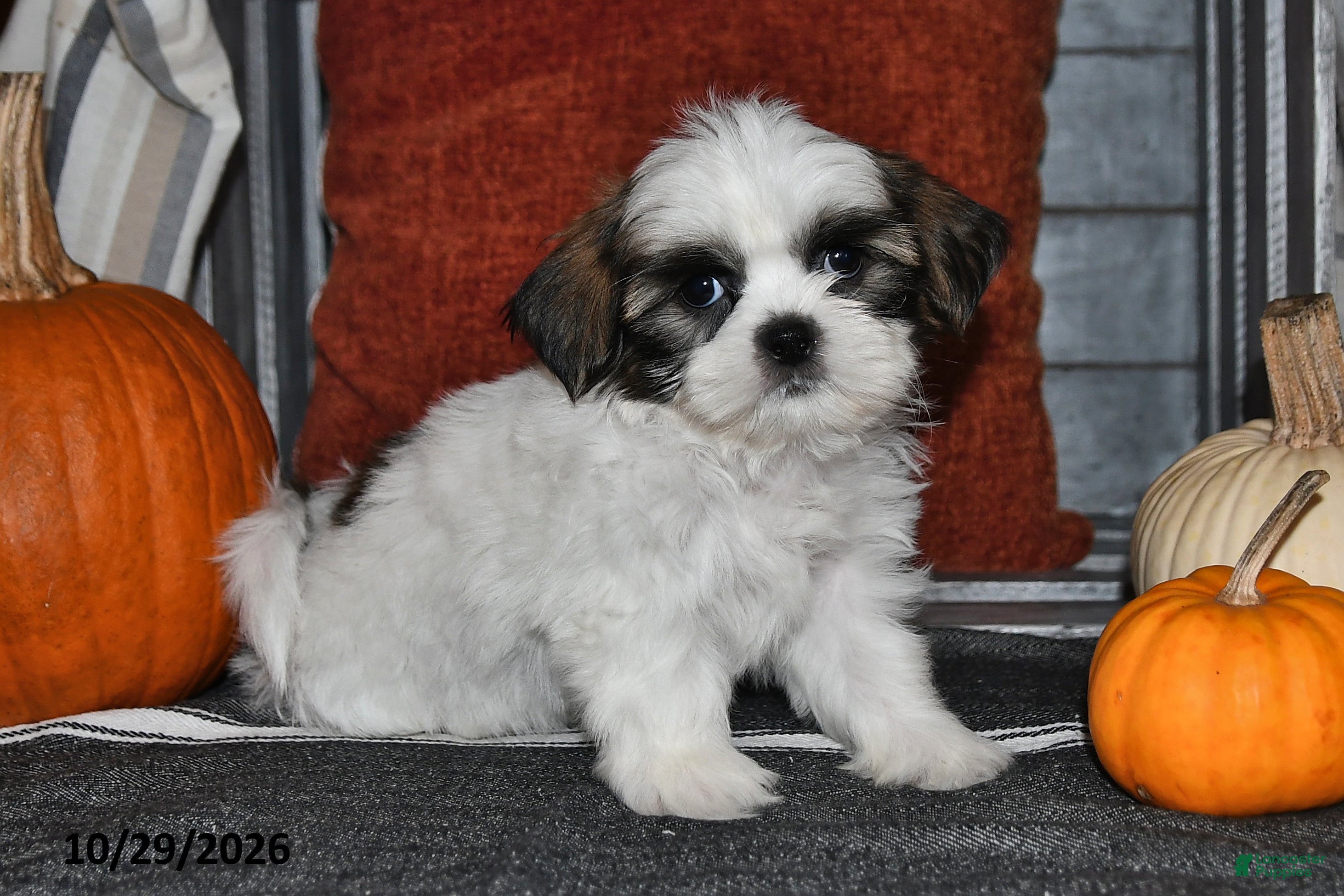 Shih Tzu dogs for sale: Zack - Ad 2