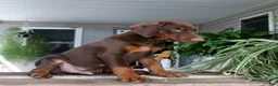 Doberman Pinscher dogs for sale: Wesley - Ad 3