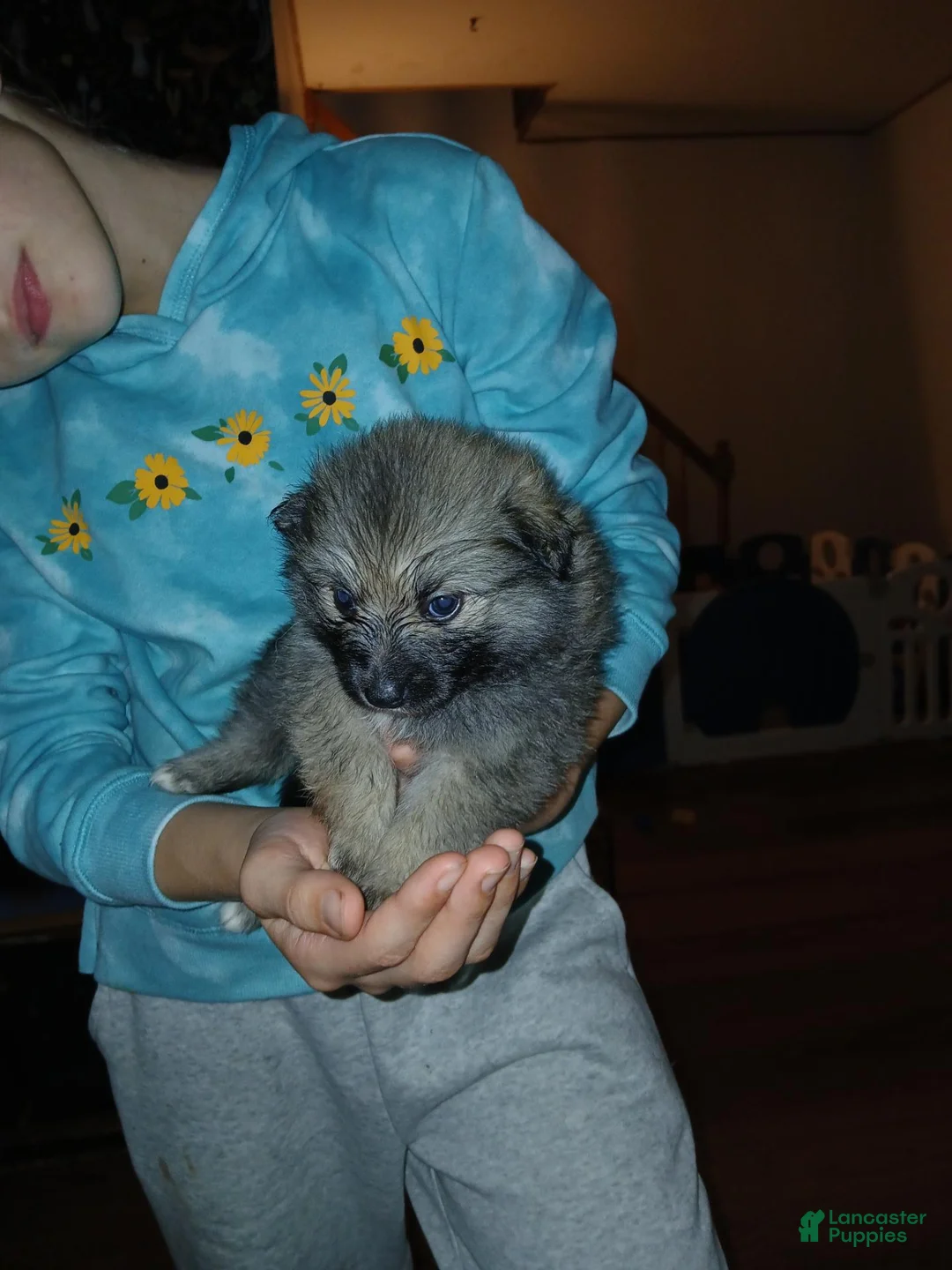 Pomeranian dogs for sale: Rosey - Ad 1