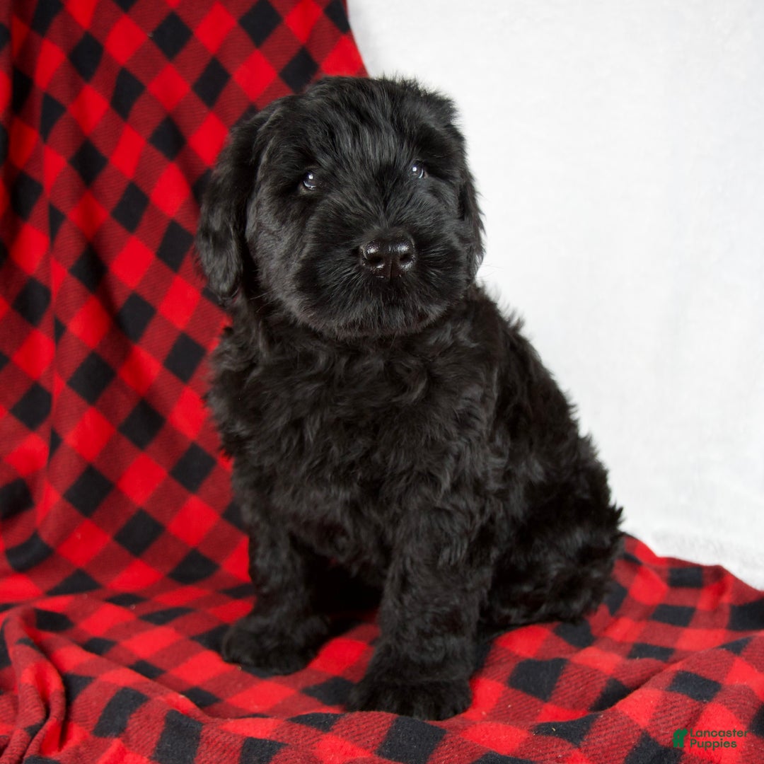 Giant Schnauzer dogs for sale: Alayna - Ad 2