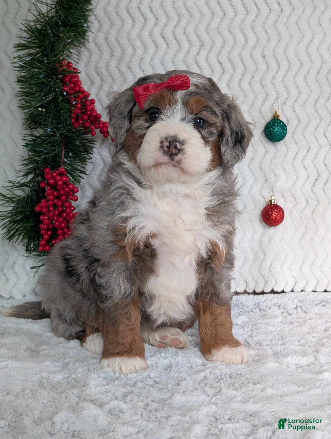 Mini Bernedoodle dogs for sale: Mini Opal  - Ad 28