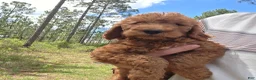 Goldendoodle dogs for sale: Bear - Ad 2