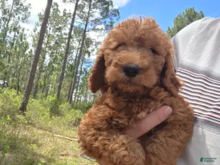 Goldendoodle dogs Baer - Ad 16