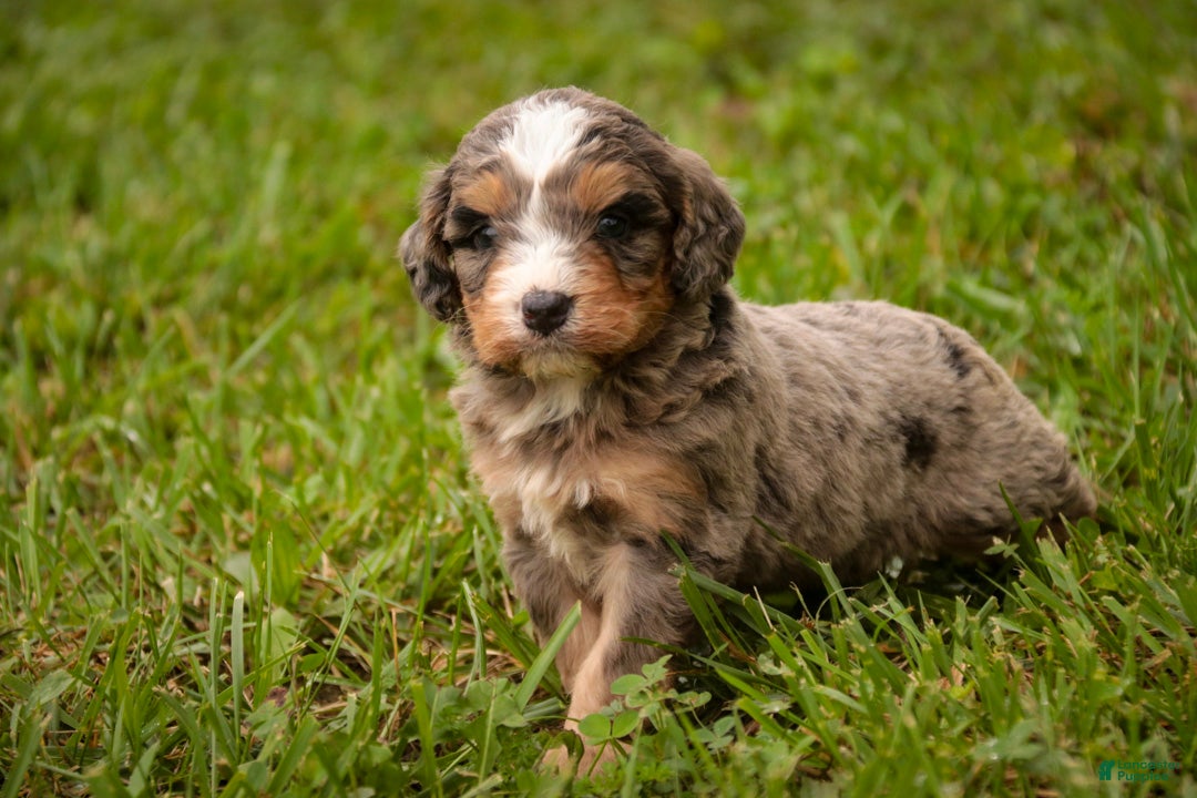 Mini Bernedoodle dogs Barley F1 Mini Bernedoodle  - Ad 2