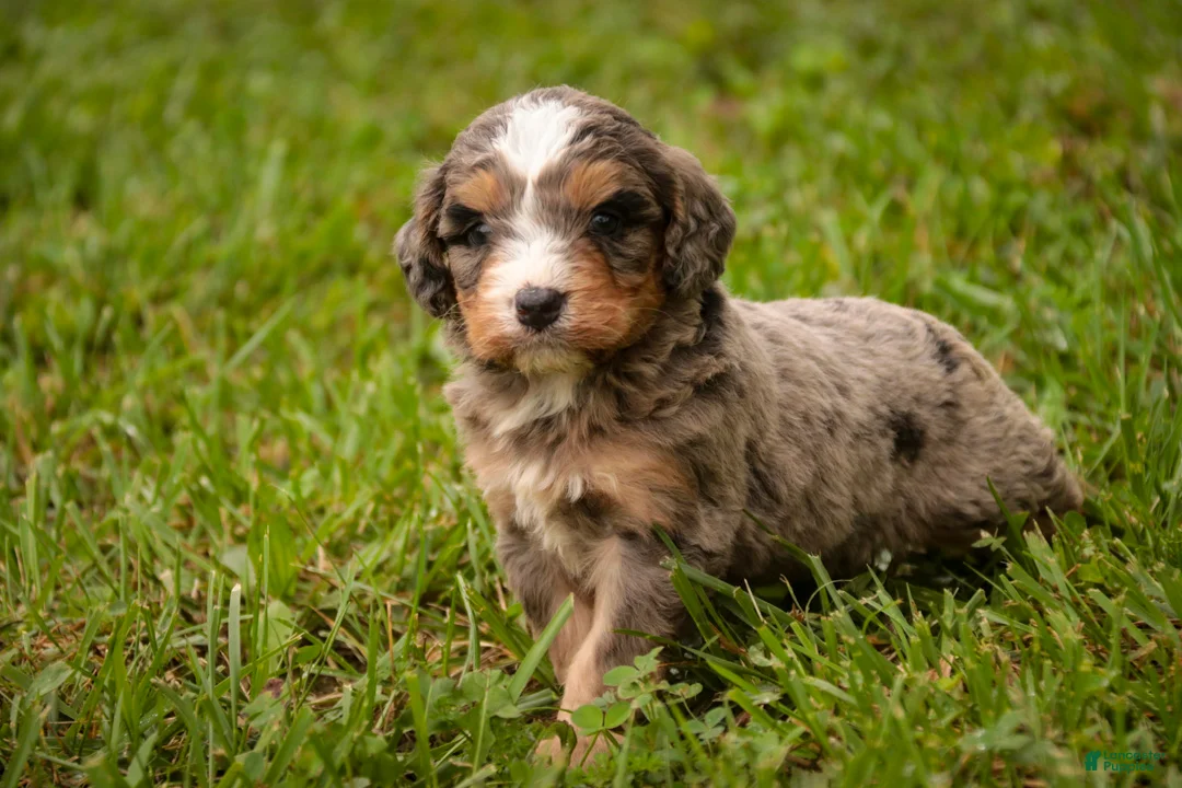 Mini Bernedoodle dogs for sale: Barley F1 Mini Bernedoodle  - Ad 2