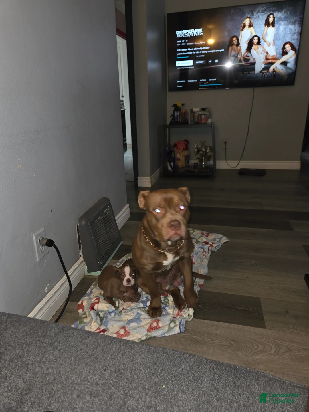 American Bully dogs for sale: American Bully Puppy 1 - Ad 5