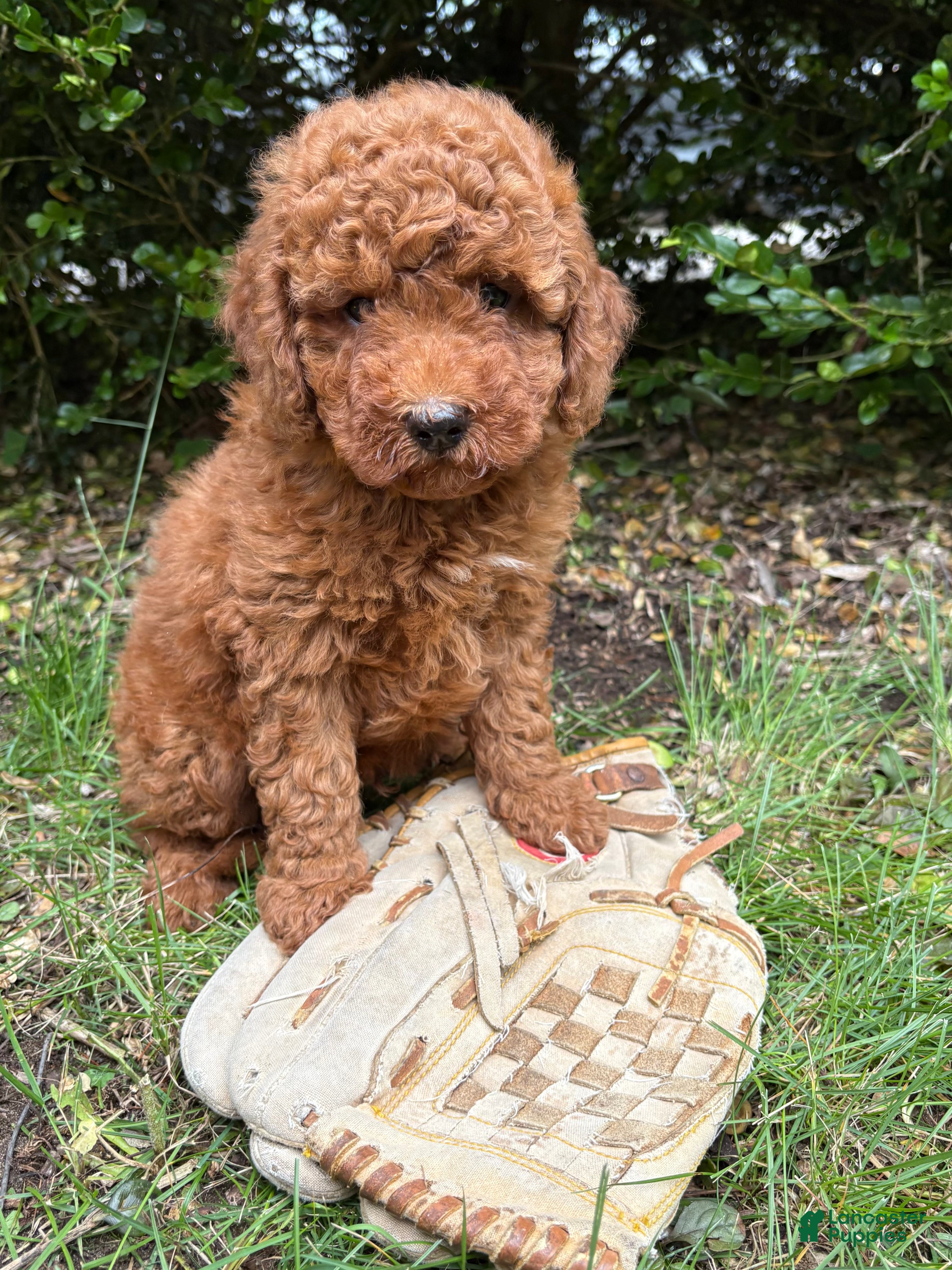 Mini Goldendoodle dogs Benson - Ad 2