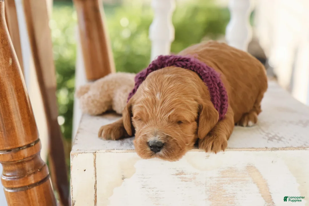 Goldendoodle dogs for sale: Button - Ad 2
