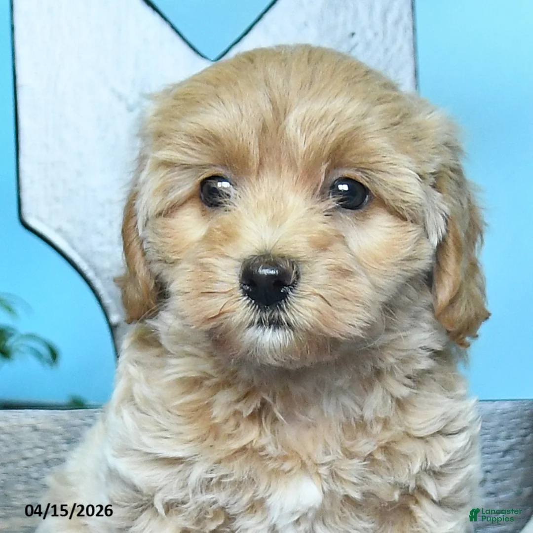 Havapoo dogs for sale: Buscuit - Ad 2