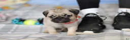 Pug dogs for sale: Penny  - Ad 7