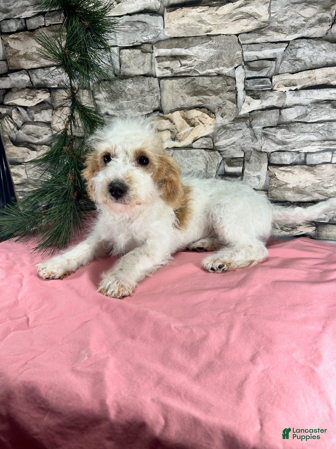 Schnoodle dogs for sale: Daisy - Ad 1