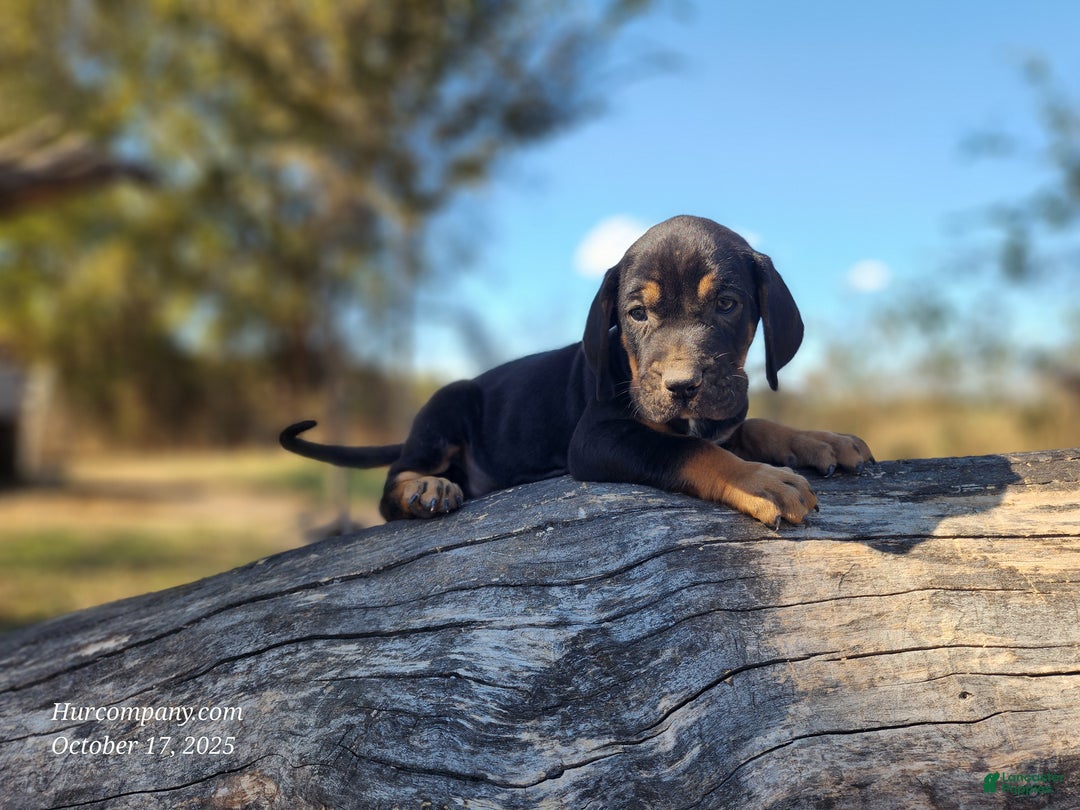 Mixed Breed dogs for sale: Fall 2025 Bloodahoula Male 1 - Ad 6