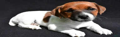 Lucy