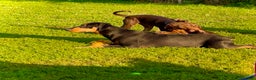 Doberman Pinscher dogs for sale: Doberman Pinscher Puppy 4 - Ad 4