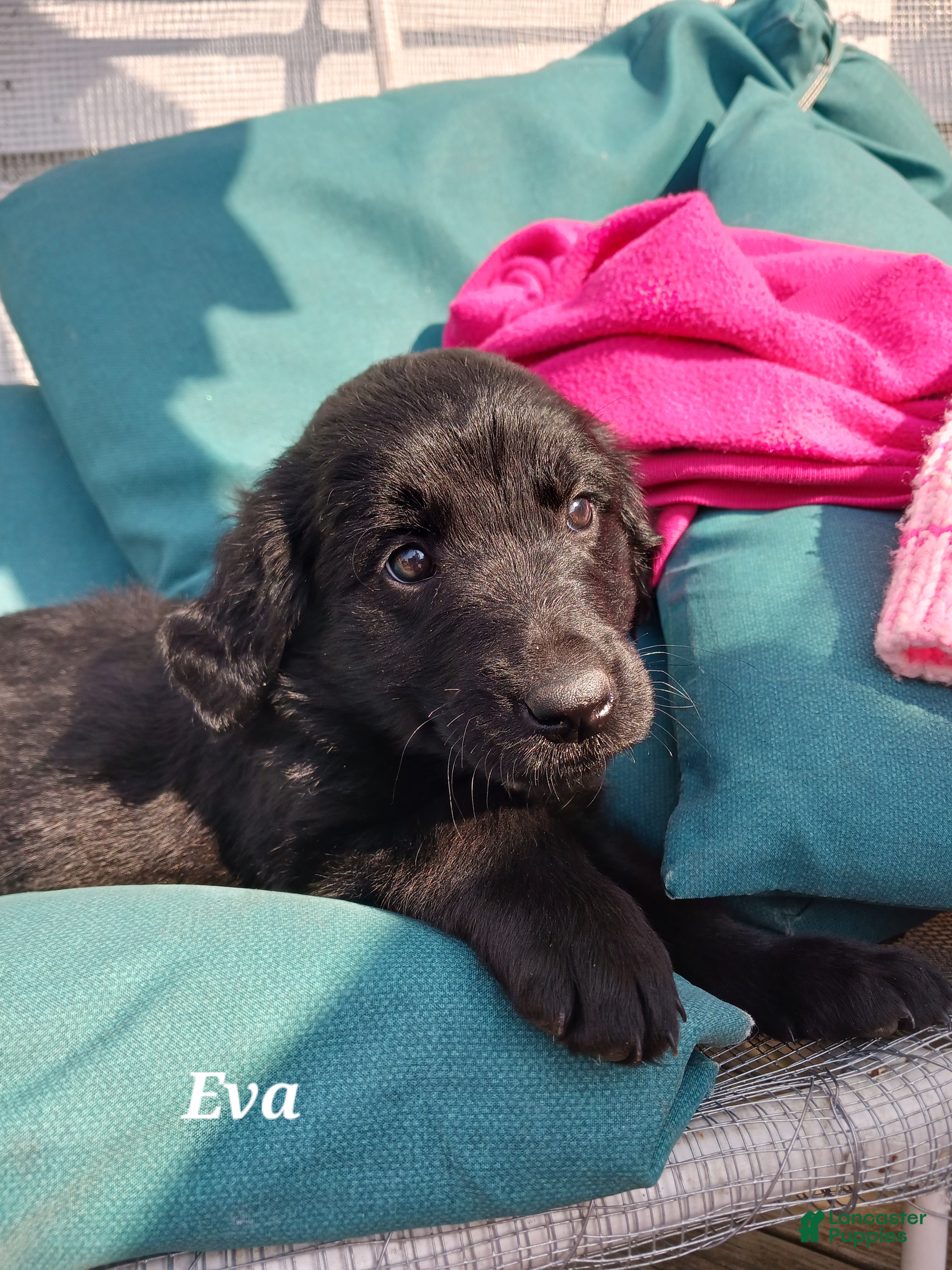 Mixed Breed dogs Mixed Breed Puppy 8, Eva - Ad 2