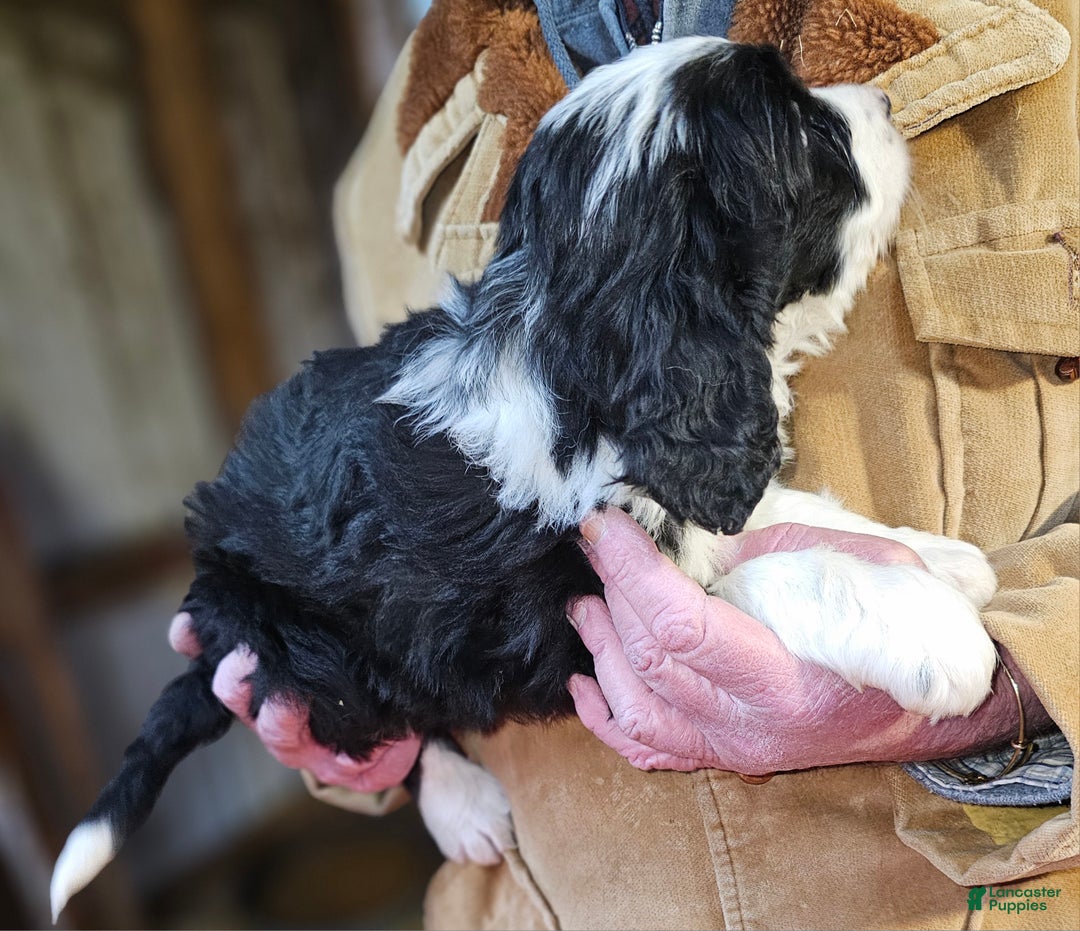 Bernedoodle dogs for sale: Bernedoodle Puppy 1 - Ad 10