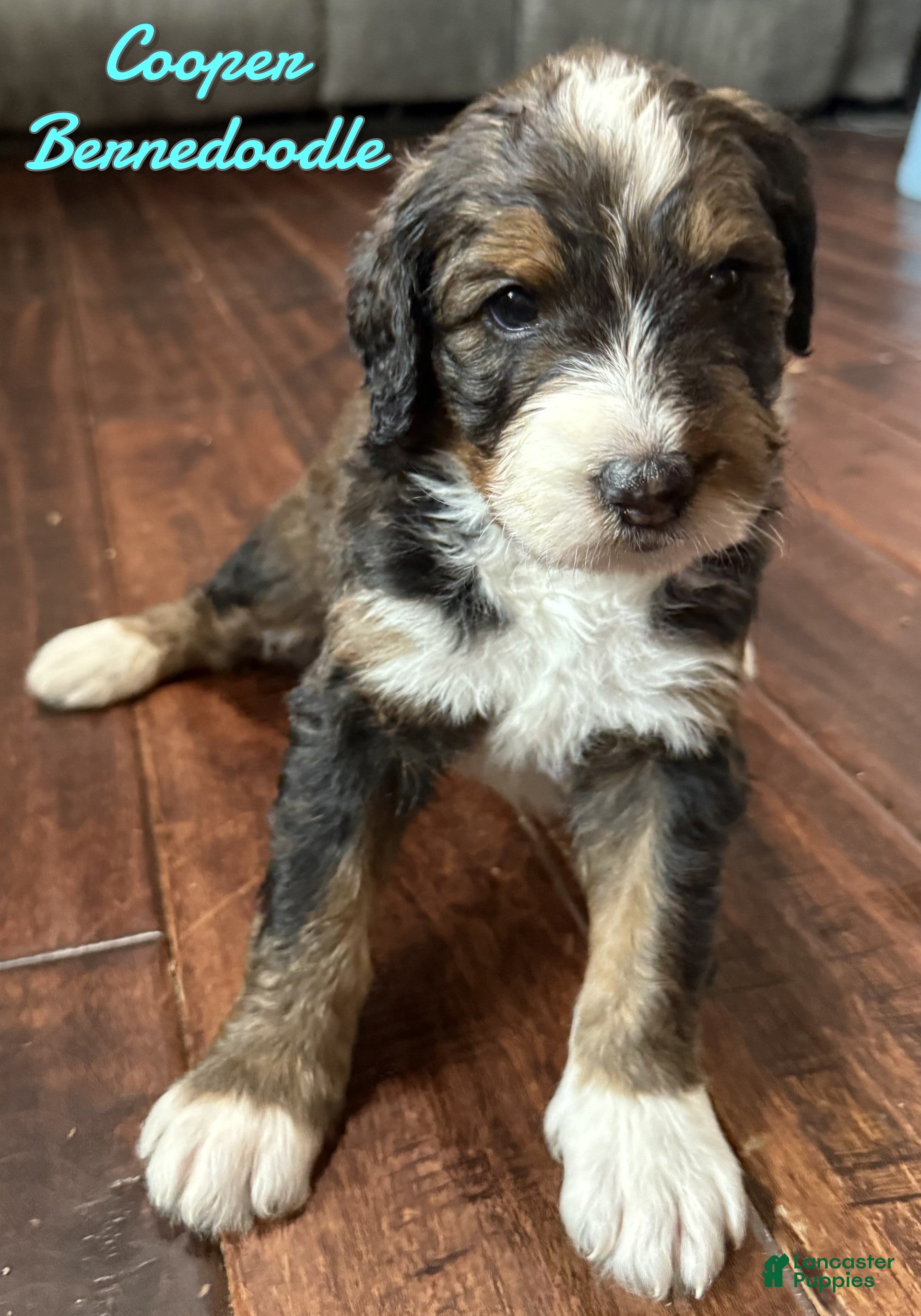 Bernedoodle dogs Cooper - Ad 34