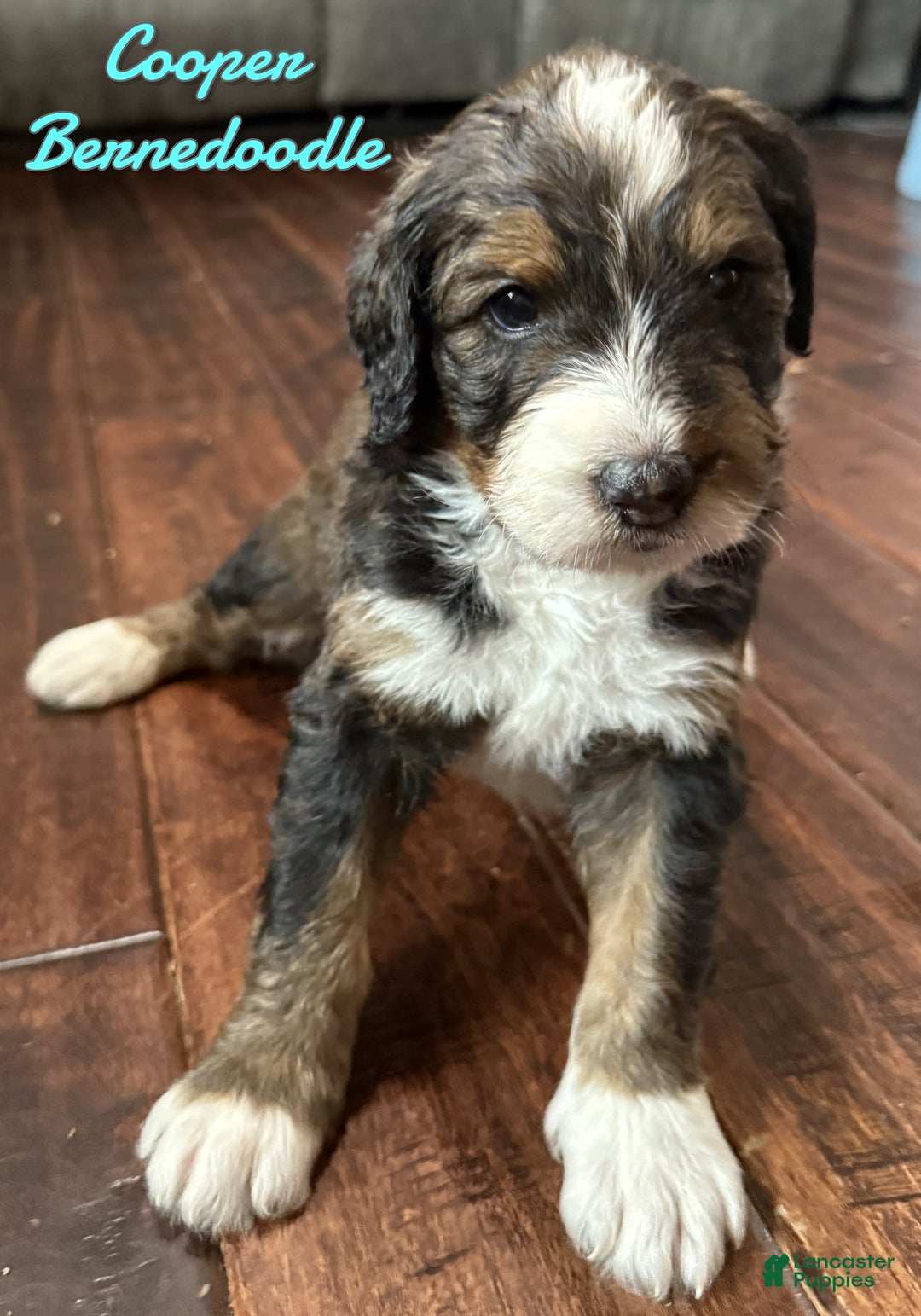 Bernedoodle dogs for sale: Cooper - Ad 1